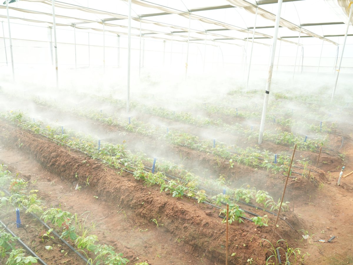 Advanced greenhouse misting and humidity system