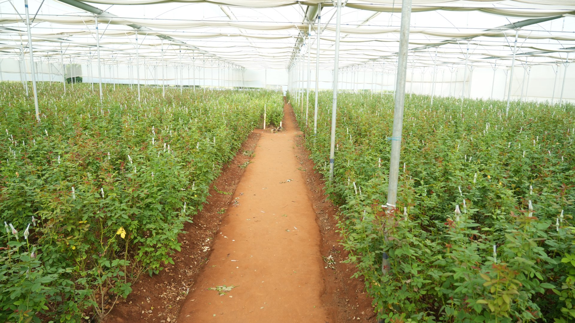 India's finest flowers, from our greenhouse to your market.