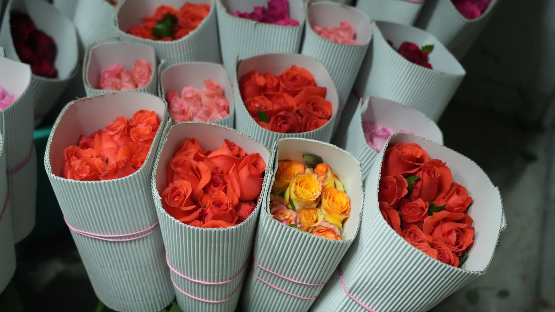 Exquisite varieties, harvested daily for global buyers.