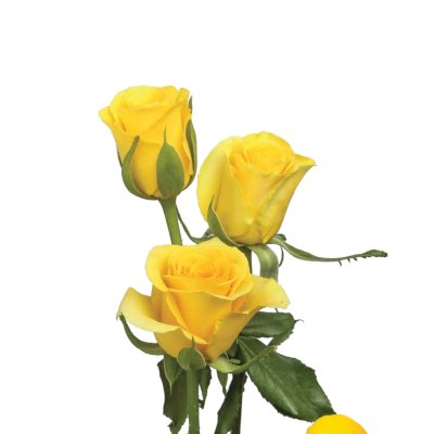 Gold Strike Rose