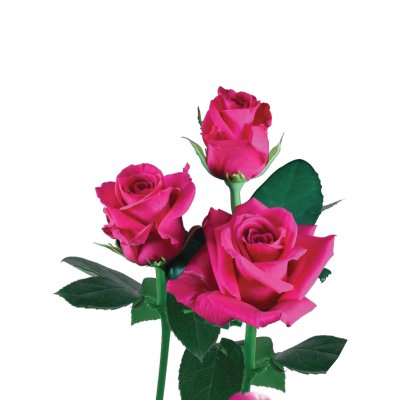 Hot Shot / Adama Rose