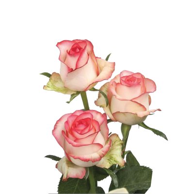 Sovereign / Jumilia Rose