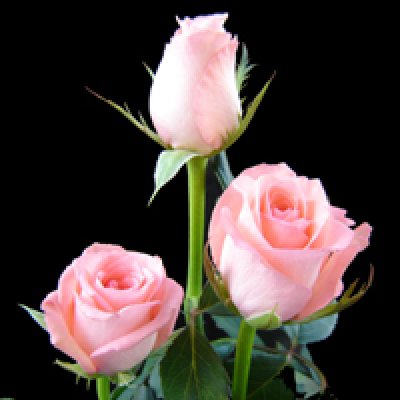Noblesse Rose