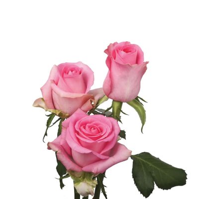 Revival Rose
