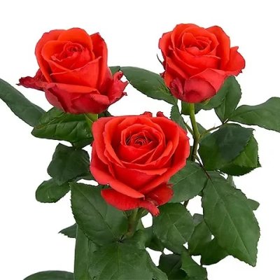 Rock Star Rose