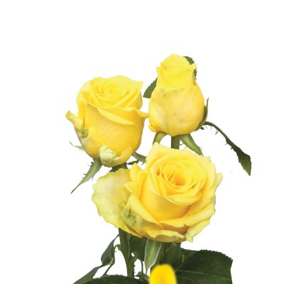 Solaire Rose