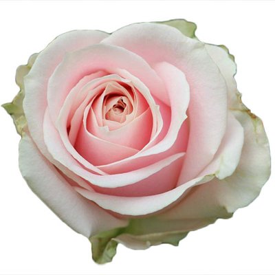 Sweet Avalanche Rose