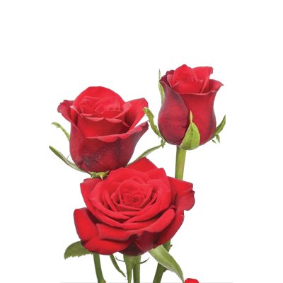 Taj Mahal Rose
